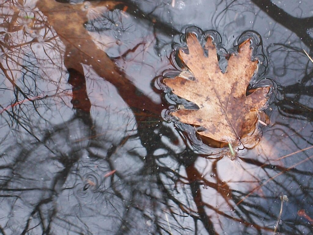 Tess Lecuyer - Oak Float