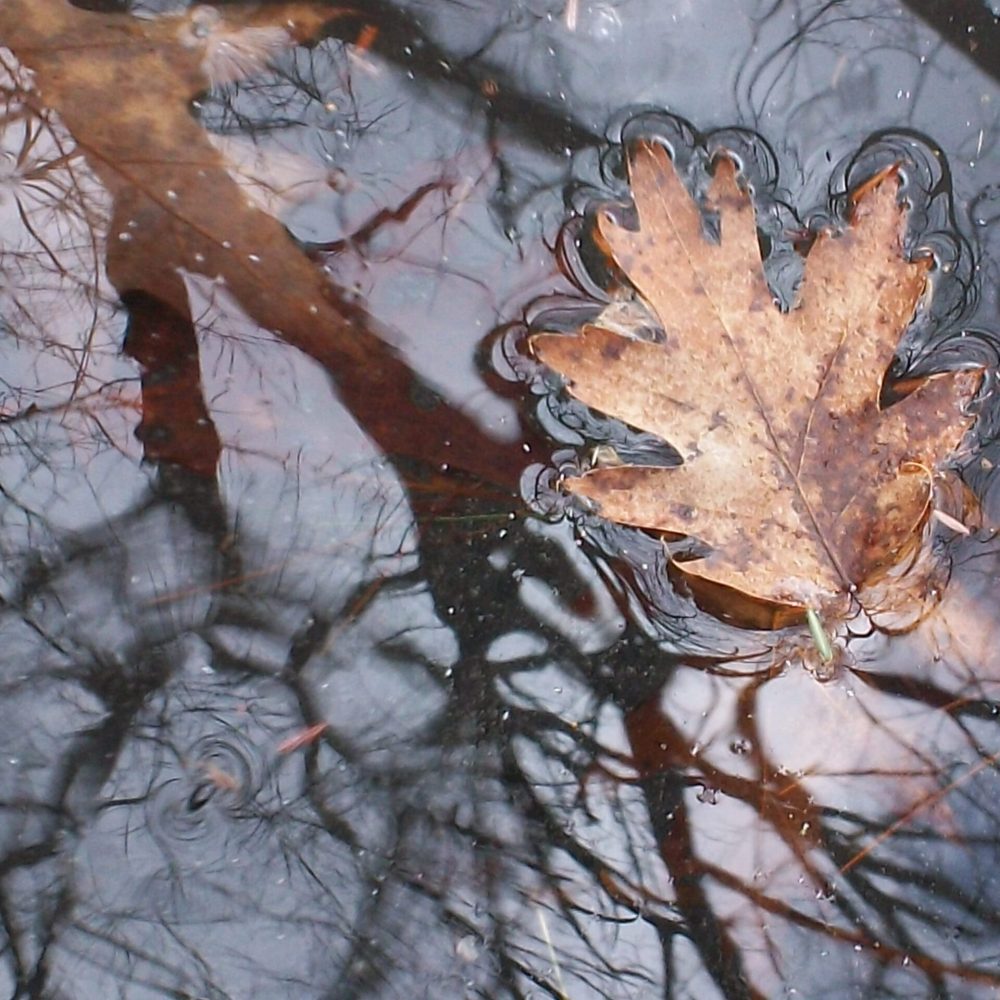 Tess Lecuyer - Oak Float